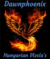 Paul Ventress - Dog training Pickering North Yorkshire Logo 