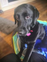 Lavender Garden Animal Services Willington, Derby Derbyshire Logo 