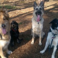 Rachael's Pet Care Stowmarket Suffolk Logo 