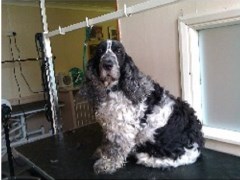 K9 Crazy Dog Grooming Centre Basildon Essex Logo 