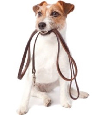 Walksnwags Dog Walking Service