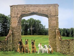 Boarding Kennel & Dog Training Hurstbourne Tarrant Hampshire Logo 