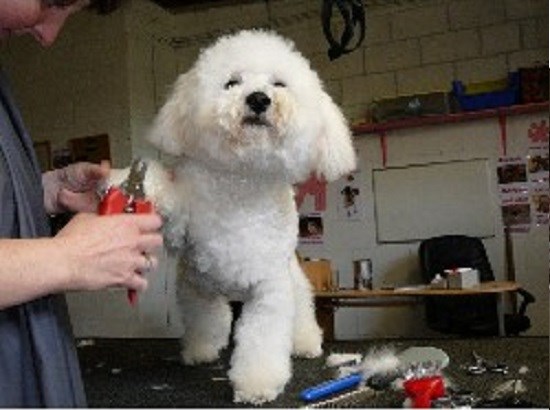 Crewe Dog Grooming Crewe Dog Grooming