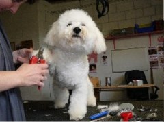 Precious Paws Holmes Chapel, Crewe Cheshire Logo 