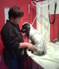 Cutz For Mutz Dog Grooming Kingswinford West Midlands Logo 