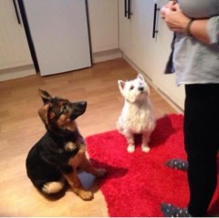 Under One Woof Glasgow East Renfrewshire Logo 