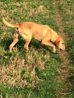 purrfect hounds to hooves Arundel West Sussex Logo 