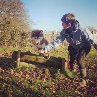 Dog Stroll Day Care London Greater London Logo 