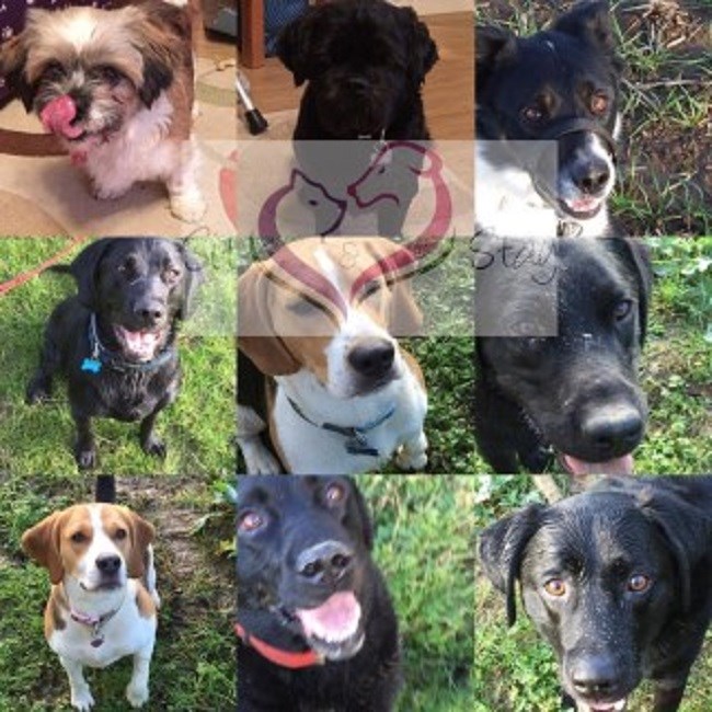 Sit & Stay Dog Walking & Pet care Burton Latimer, Northamptonshire NN15 5XS