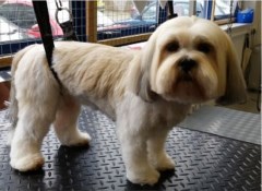 Petchase Dog Grooming and Walking Service Sandy Bedfordshire Logo 