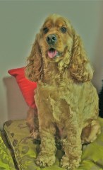 Bishops Bark London Greater London Logo 