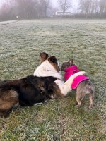 Scentastic Dogs Norwich Norfolk Logo 