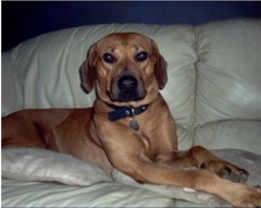 Sj's Dog Walkers & Pet Sitters Runhall Norfolk Logo 