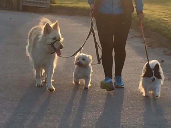 Burnside Country Tails