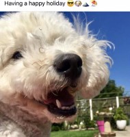 Happy Walkies on the Wirral Greasby Merseyside Logo 