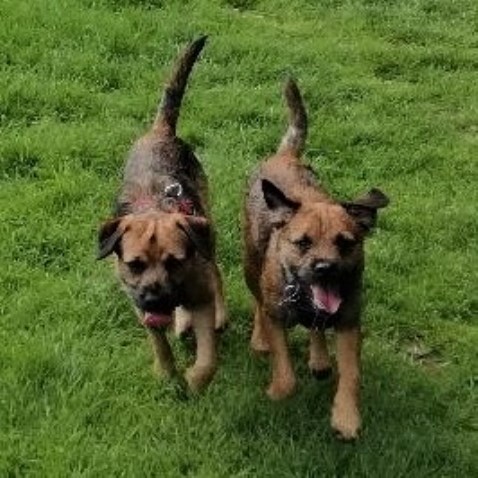 Quay Dog Grooming Exeter