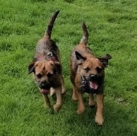 Quay Dog Grooming Exeter Exeter Devon Logo 