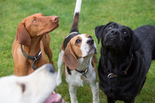 My Best Friend Dog Care West Oxfordshire