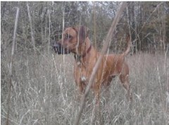 Dog Walking In Romford Hornchurch Greater London Logo 