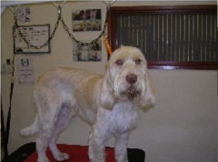 Vroom 'n' Groom Surrey Surrey Logo 