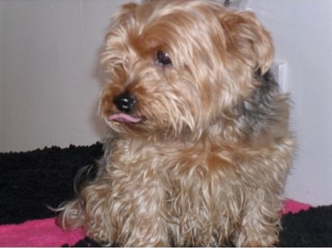 Crawley Dog Grooming Salon