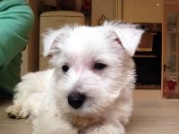 Inspireddogs.co.uk Wellingborough Northamptonshire Logo 