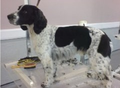 Pawfection Animal Services Congleton Cheshire Logo 