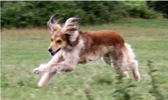 The Canine Consultant Malvern Worcestershire Logo 