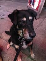 HDWDogTraining Bushey Hertfordshire Logo 