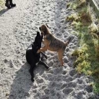 K9 Kennels / K9Kuts Herniss, Penryn Cornwall Logo 