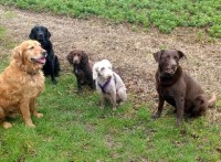 Dogs Go Walkabout Bicester Oxfordshire Logo 