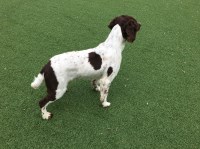 The Dog Groomer Liss Hampshire Logo 