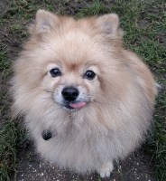 Just Pets Wooburn Green Buckinghamshire Logo 