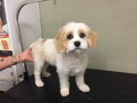 Muddy paws country store Louth Lincolnshire Logo 