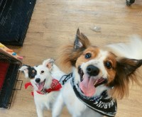 Central Bark Dog Grooming Wiltshire pewsey Wiltshire Logo 