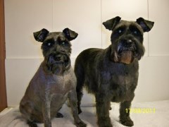 K9 Cutz Corringham Essex Logo 