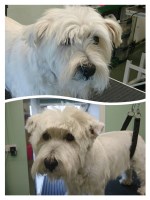 Celtic Canine Cuts Kidwelly Carmarthenshire Logo 