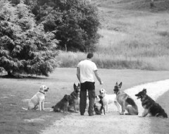 The Pack Walker Surrey Surrey Logo 