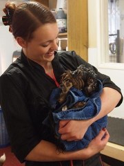 Grooming Marvellous Hertford Hertfordshire Logo 