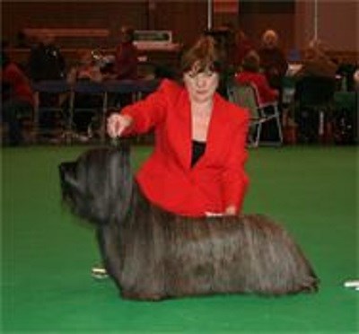 Dapper Dogs Dog Grooming