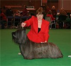 Dapper Dogs Dog Grooming Swadlincote Derbyshire Logo 