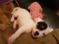 fluffies pet care calne Wiltshire Logo 