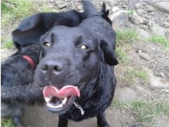 Canine Company Lancaster Lancashire Logo 