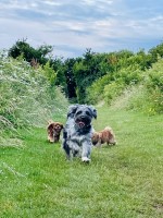 Wallyandfriendz Fairford Gloucestershire Logo 