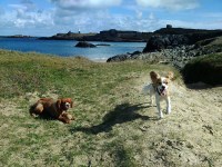 Newquay Dog Walking Goonhavern Cornwall Logo 