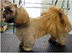 Scruffy Mutz Bryn Afon Valley, Holyhead Gwynedd Logo 