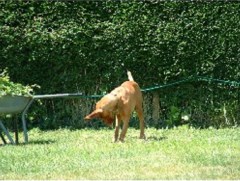 Home Animal Care Poslingford, Sudbury Suffolk Logo 