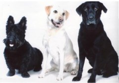 Dog Grooming & Sitting Kings Lynn Norfolk Logo 