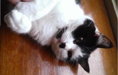 Walking on Air Pet Care Northampton Northamptonshire Logo 