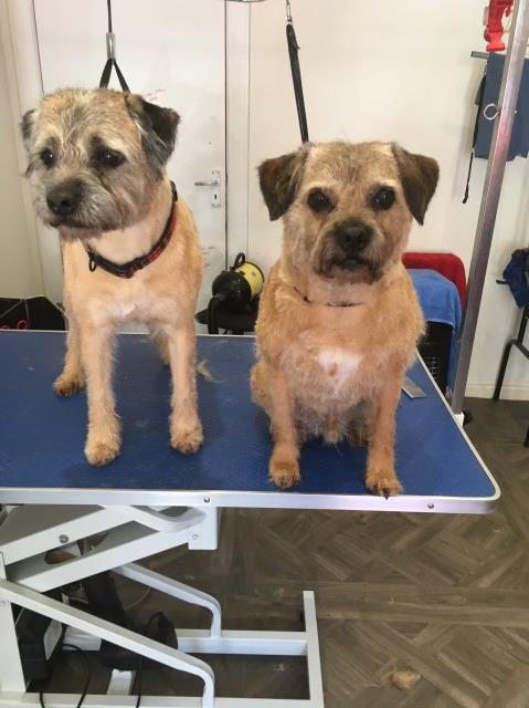 Buddys Dog Grooming & Microchipping